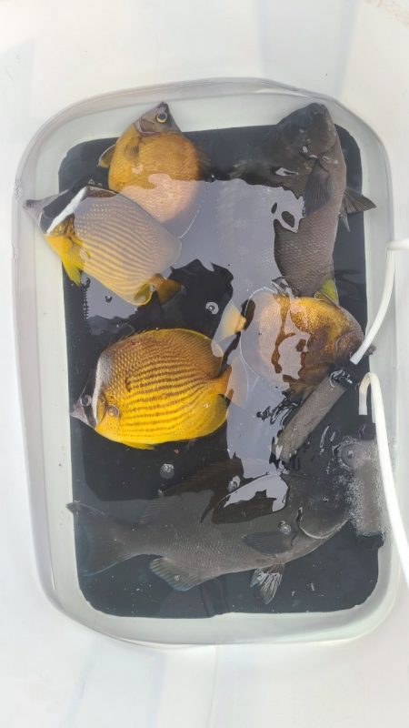 和歌山市江（吉丸渡船）でグレ釣り